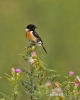 Stonechat