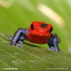 Strawberry poison Dart Frog