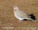 Streptopelia senegalensis