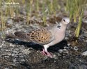 Streptopelia turtur