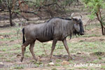 Strimmig gnu