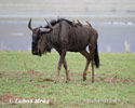 Strimmig gnu