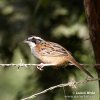 Stripe-headed Sparrow