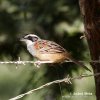 Stripe-headed Sparrow