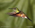 Stripe-tailed Hummingbird