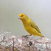 Stripe-tailed Yellow-Finch