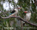 Striped Kingfisher