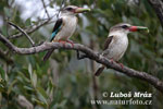 Striped Kingfisher