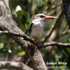 Striped Kingfisher