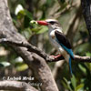 Striped Kingfisher