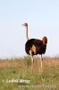 Struthio camelus