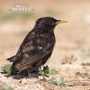 Sturnus unicolor