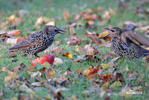Sturnus vulgaris