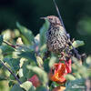 Sturnus vulgaris