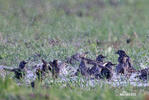 Sturnus vulgaris