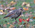 Sturnus vulgaris