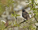 Sturnus vulgaris