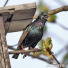 Sturnus vulgaris