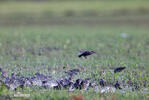 Sturnus vulgaris