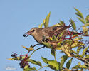 Sturnus vulgaris