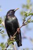 Sturnus vulgaris