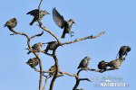 Sturnus vulgaris