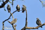 Sturnus vulgaris