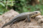 Sudan Plated Lizard