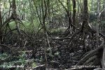 Šuma mangrova