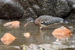 Sunbittern