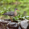 Sunbittern