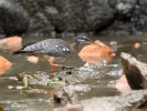 Sunbittern