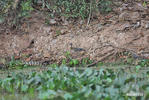 Sunbittern