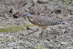 Sunbittern