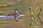 Sungrebe