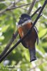 Surucuá de Vientre Naranja Trogón vientrianaranjado