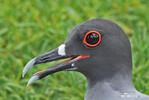 Swallow-tailed Gull