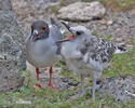 Swallow-tailed Gull