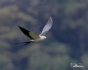 Swallow-tailed Kite