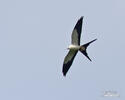 Swallow-tailed Kite