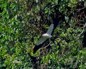 Swallow-tailed Kite