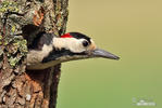 Syrian Woodpecker