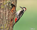 Syrian Woodpecker