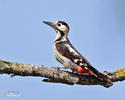 Syrian Woodpecker