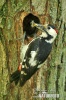 Syrian Woodpecker