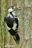 Syrian Woodpecker