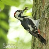 Syrian Woodpecker