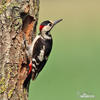 Syrian Woodpecker