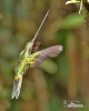 Szuronyos kolibri
