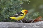 Tangara aliblanca migratoria